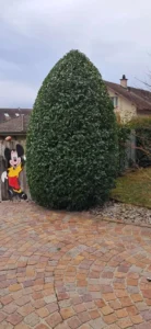 Der gleiche Strauch nach einem professionellen Formschnitt, nun in einer gleichmäßigen, konischen Form.