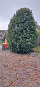 Ein großer, dicht gewachsener Strauch vor einer gepflasterten Fläche, mit einer Mickey-Mouse-Figur im Hintergrund.